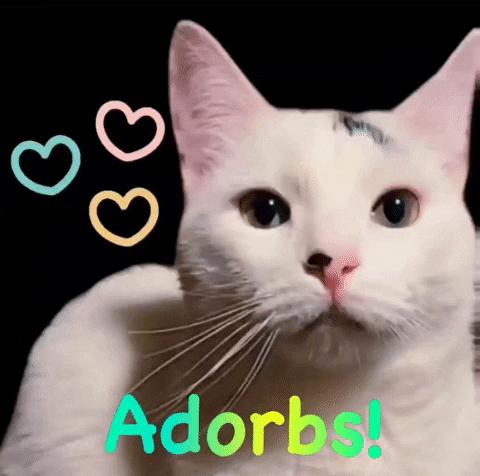 Cat Adore GIF