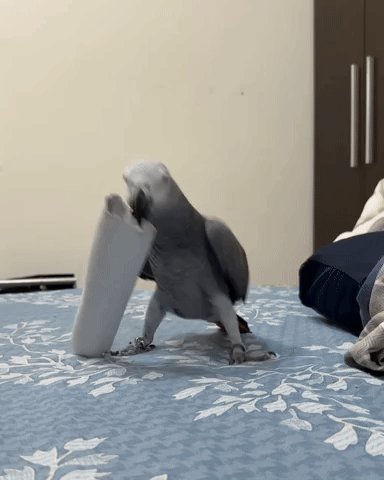 Parrot GIF