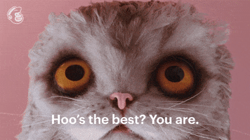 The Best What GIF by Mailchimp