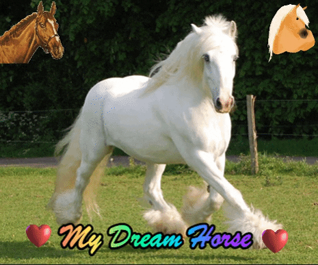 Dreamhorse Dream Horse Gyspsyvanner Cob Horselife GIF