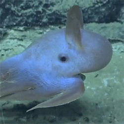 Marine Life Swimming GIF by HuffPost - Find & Share on GIPHY