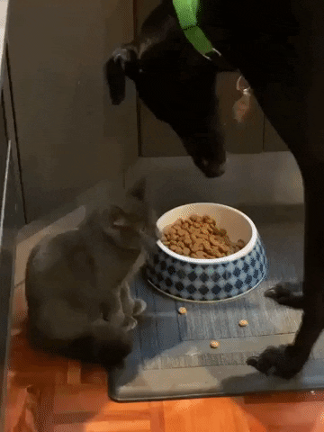 Greyhound GIF