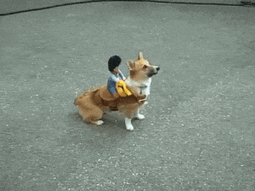 doggie