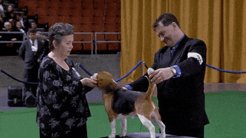 Eugene Levy Dogs GIF by Coolidge Corner Theatre