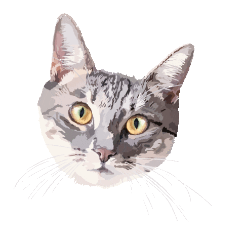 Cats Kitty Sticker