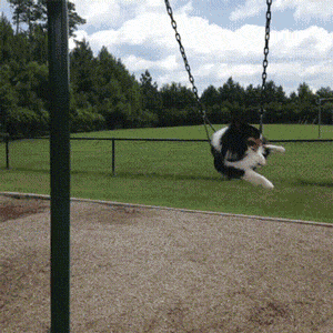 dog swing GIF