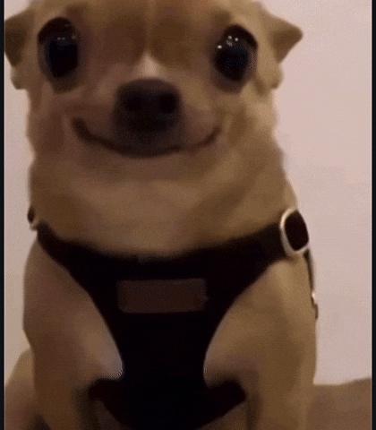 Silly Dog GIF