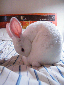 rabbit grooming GIF