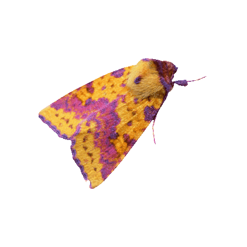 Butterfly Conservation Sticker