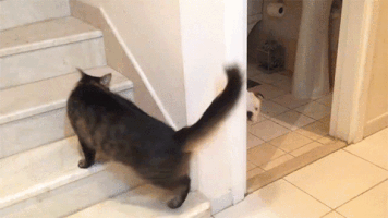 cat mean GIF