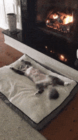Cat Cuteness GIF
