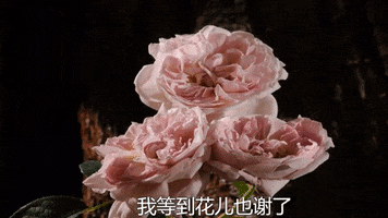 Flowers GIF