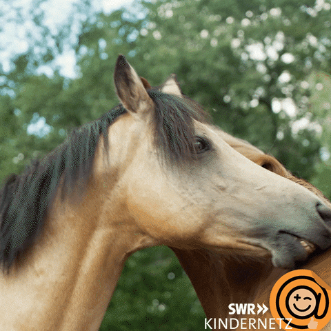 Horse Love GIF by SWR Kindernetz