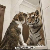 Who Am I Cat GIF