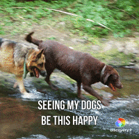 Happy Dogs GIF by Animal Planet