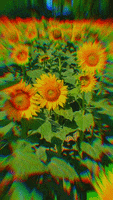 Summer Flowers GIF by KreativCopy