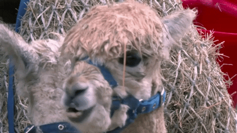 Llama Chew GIF by Real Housewives Of Cheshire