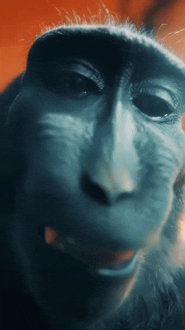 Monkey GIF
