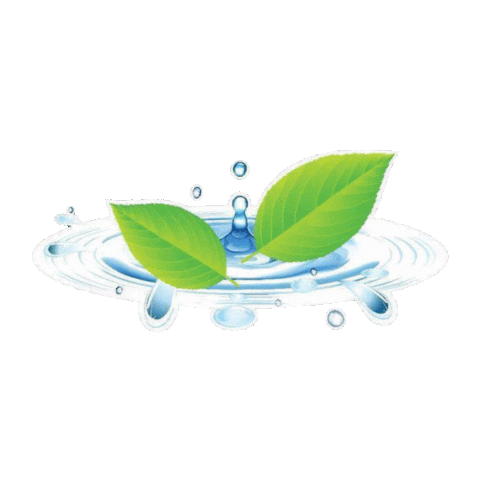 Borora Sticker