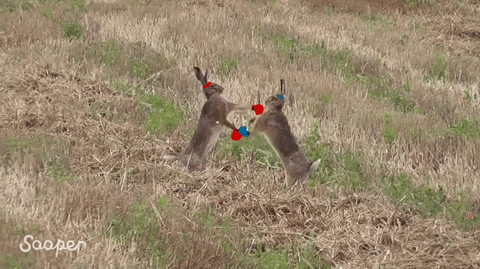 Hare GIF - Find & Share on GIPHY