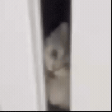 Cat Pig GIF