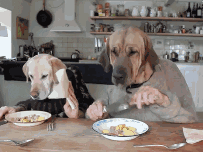 Dog Human Eating GIF - Find & Share on GIPHY