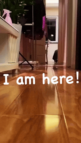 I Am Here Cats GIF by Likee US