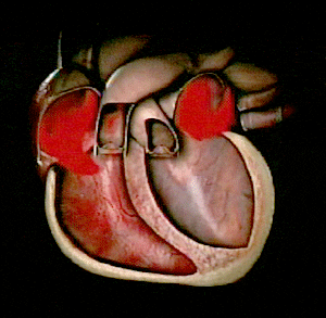  science heart art & design pump physiology GIF