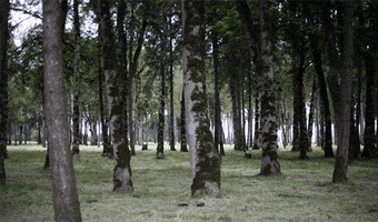 forest GIF by hateplow