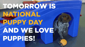 National Puppy Day GIF by Wag Hotels