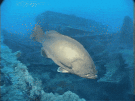 370-Mar-238 GIF