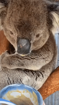 Clever Koala Feeds Himself With Spoon in South Australia
