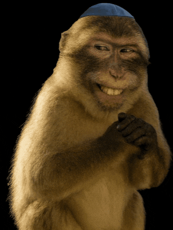 Monkey GIF