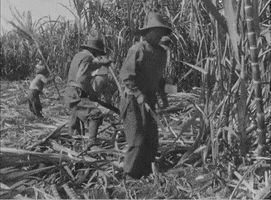 Sugar Cane Vintage GIF by US National Archives