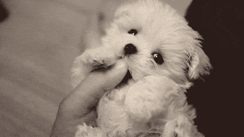 baby puppy GIF by The BarkPost 
