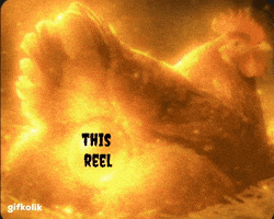Chicken GIF