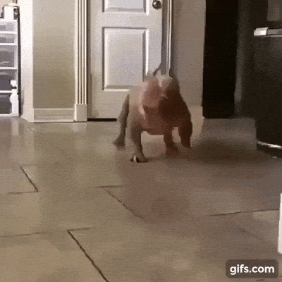 giphy-downsized-large.gif
