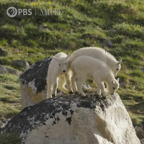 Baby Animal Goat GIF by Nature on PBS