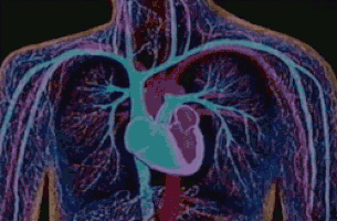 x-ray beating heart GIF