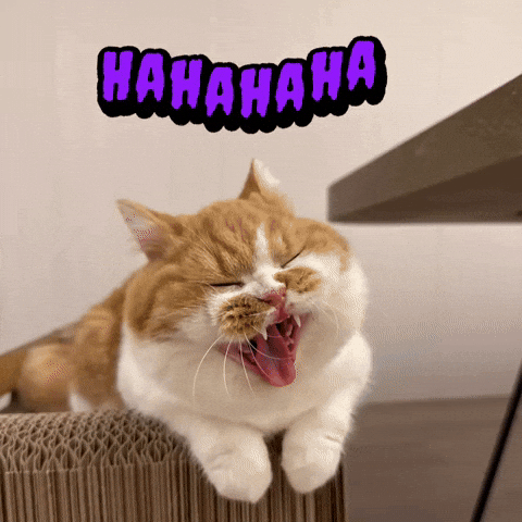 Cat GIF