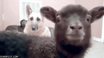 goat GIF by Cheezburger