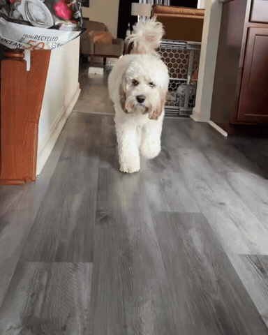 Say What Tell Me GIF