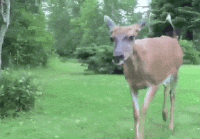 200.gif?cid=fc005b082fa9976b1ead572deed512ab550fada9bf4393c1&rid=200.gif&ct=g