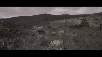 sebastiancurinao  GIF