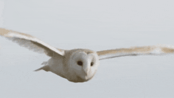 Barn Owl GIF