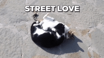 rikki cats street greece rhodes GIF