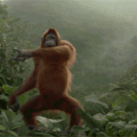 Monkey-gif GIFs - Get the best GIF on GIPHY