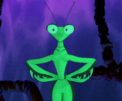 Praying Mantis Bug GIF