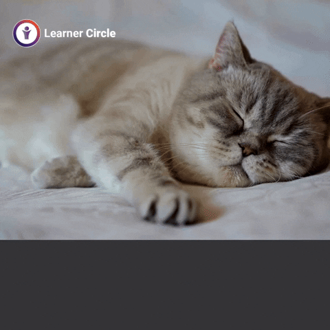 Cats Saving GIF by Learner Circle