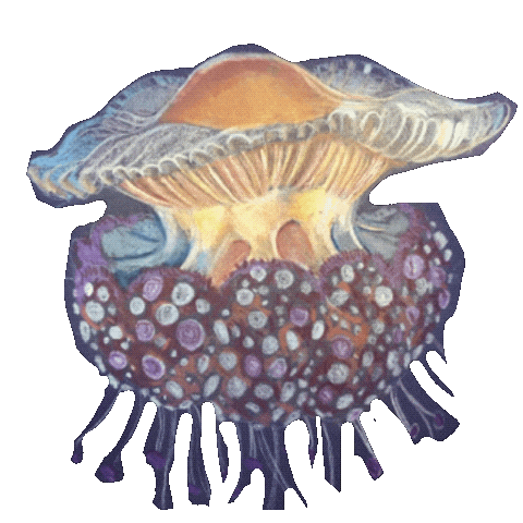 Jellyfish Sticker